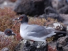 Contemporary (swallow-tailed gull)