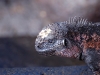 Moronic (marine iguana)