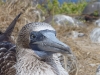 Ridiculous (blue-footed booby)