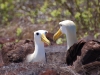 Enchanting (waved albatross)