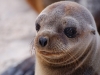 Squee! (sealion)