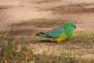 This fella is a Red-rumped Parrot. With all those colours, don't ask me why it was named after the only bit you can't see