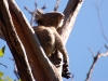 And the next morning we were treated to our first fuzzy-wuzzy snooze-machines. Koalas, in other words