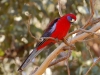 Do not adjust your set, this really is the colour of the Crimson Rosella - found in the same dry forests as the koalas