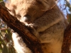 Could there possibly be anything on this planet more fuzzy than a sleepy koala?