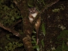 At night we went looking for nocturnal wildlife and said hello to several engaging ring-tailed possums