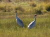 And inland of that, a pair of Brolgas - huge Australian cranes
