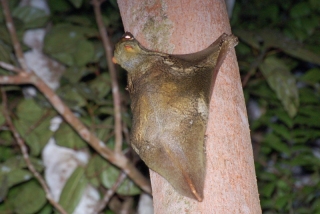 The magnificent colugo. I'm kinda lost for words
