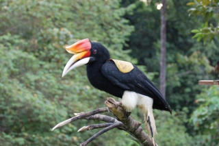 Raised from a chick, the only hornbill in the world that thinks it's a chicken