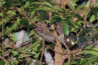 The small-toothed palm civet peers from a tree with laser eyes