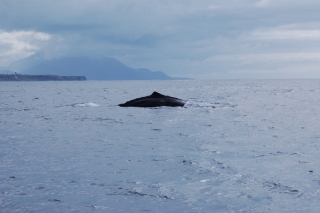 Sperm whale off the coast of Kaikoura