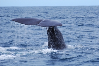 Whale tail, as the sperm whale dives