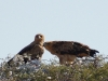 Tawny eagle pair