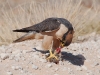 Lanner falcon feeding