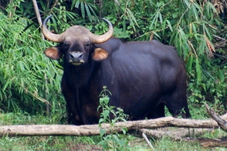 The mighty gaur. And he knows it