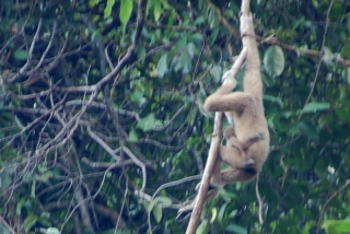 This is a gibbmum, which is a female gibbon (I made that up). Can you see the tiny wee clingon?