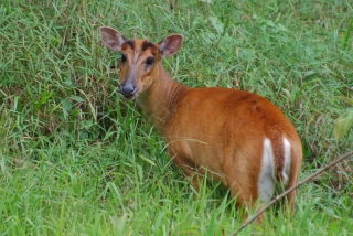 The muntjac deer, easily identified by the Groucho Marx eyebrows