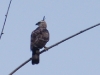 Hawk eagle