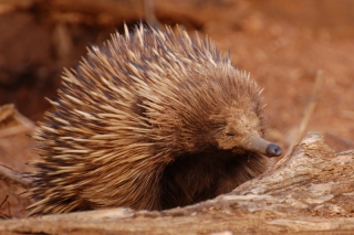 Behold the remarkable echidna - he's spiky, he sucks up termites and he lays eggs. Or rather, the female lays eggs. If the male did that would be beyond remarkable