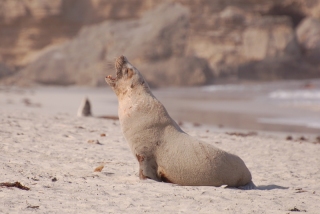 The Australian Sealion, singing a sad song for his endangered species
