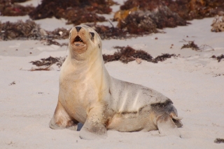 Okay, just one more cute sealion pup shot