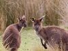 Kangaroo Island is also famed for wildlife, and these are the Kangaroo Island kangaroos (a sub-species of Western Grey)
