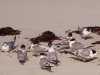 These birds with the snazzy hairstyle are Crested Terns, found on Seal Beach