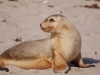 But of course Seal Beach is most famous for... well, not seals but Australian Sealions