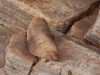 This fat fellow isn\'t a giant slug, he\'s an Australian Fur Seal. We think...
