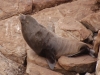 This is a New Zealand Fur Seal (more common here than the Australian Fur Seal), do you think the previous one looks different enough?