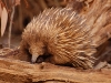 The star of the show for us was the Short-beaked Echidna, proving that you don\'t have to be furry to be cute