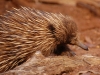Amazingly, there\'s a Long-beaked Echidna to be found on Papua New Guinea. How much longer could it be?!