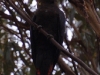 Our final wildlife sighting was this, the rare Glossy Black Cockatoo. Don\'t ask me why I find the name so funny, I just do