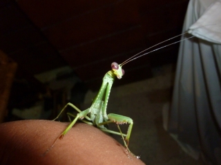 Bizarrely, Prince the praying mantis from Tonle Sap dropped in to raise a glass in the middle of our gala dinner