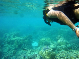 Snorkelling across the bleached coral reef in search of fishies