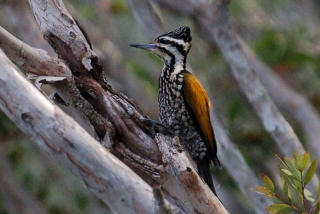 This is the handsome common flameback, snapped during our 34 hour epic wait for the hairy-nosed otter