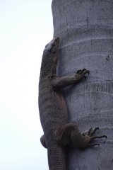 This is definitely a 3 foot monitor lizard up a coconut palm
