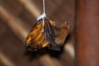 A lovely sunda short-nosed fruit bat, attracted by our banana-on-a-string