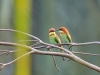 Bee-eater opera