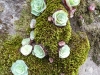 Succulents cling to the rocks