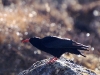Red chough