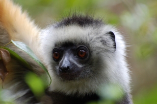 Lemurs are the highlight of Madagascar for us