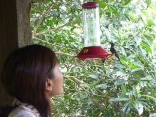 This is how close you can get to the hummingbirds at Mindo Loma - admittedly only a couple were courageous enough to hang about