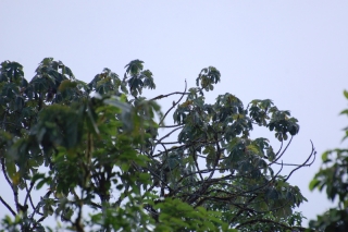 The art of the bird guide. Can you see the bird? Seeing it, would you know instantly that it was a Barred Puffbird? Oh, and this is my camera at maximum zoom