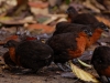 Or these Dark-backed Wood-quails, pecking around on the forest floor