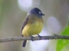 This tiny fellow is the Ornate Flycatcher - I lose track of how many flycatchers and tanagers we saw