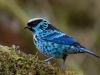 So let\'s have a quick hurrah for the humble tanager! This is the Beryl-flecked Tanager