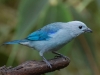 And this is the Blue-grey Tanager - very inventive name
