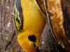 And doing his best to mimic a banana, the Golden Tanager
