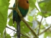 Bigger birds are equally colourful - this is a Broad-billed Motmot